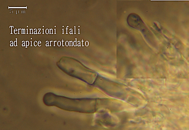 Ritrovamento n° 5 del 11-03-2012 (Hyphodontia arguta)